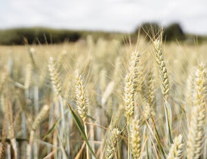 奋勇争斗，不畏困难——运动员的夺魁之路